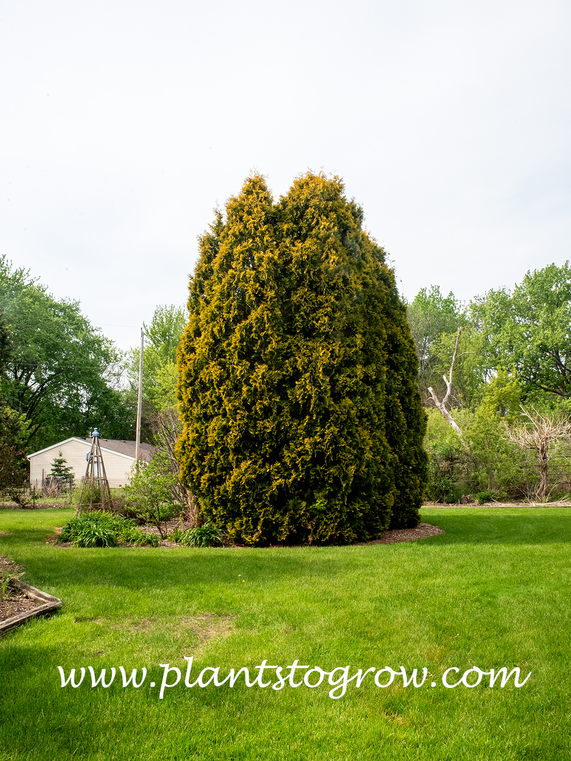 Yellow Ribbon Arborvitae (Thuja occidentalis)  
These plants were planted in 1999 and this picture was taken in 2026.